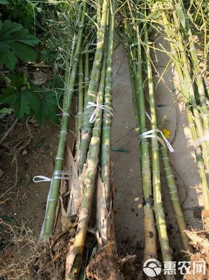 [羅漢竹批發(fā)]羅漢竹價格25元/棵