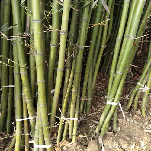 【竹子種苗圖片山東竹苗基地供應(yīng)】- 