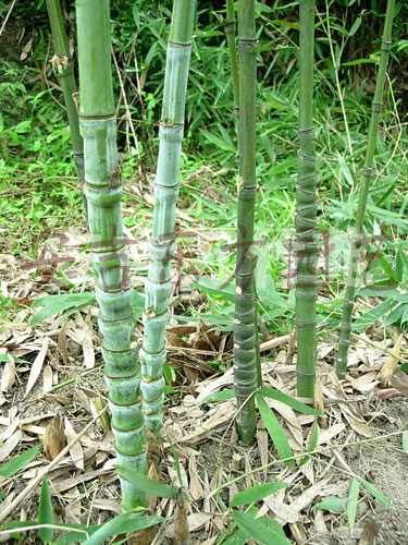 這種竹子生長在毛竹林,農(nóng)民都想砍掉它,殊不知它能賣1萬元