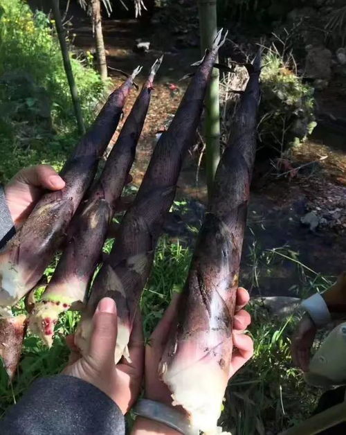 奉新大山里的這種特產原來這樣做出來的,還有好幾種功效呢