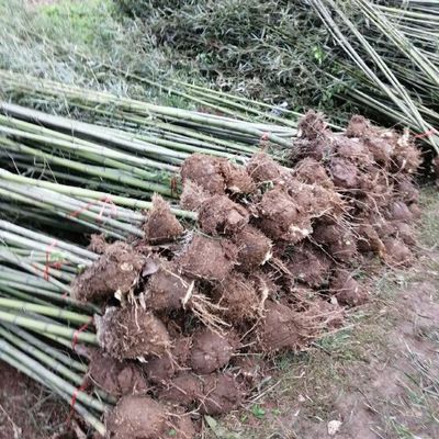 剛竹鋼竹青皮竹批發種植基地河南南陽桐柏縣