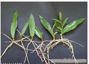 給河北中綠林木種植的美國竹柳的栽培技術(shù)留言_產(chǎn)品詢價_詢價留言