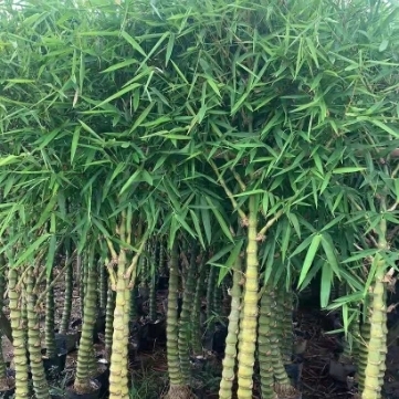 容器苗產地直銷佛肚竹苗 羅漢竹苗