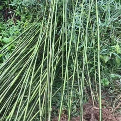 【綠化竹子 江蘇綠化竹子批發供應 金鑲玉竹基地種植基地】 - 青州市泳澤花卉苗木園藝場