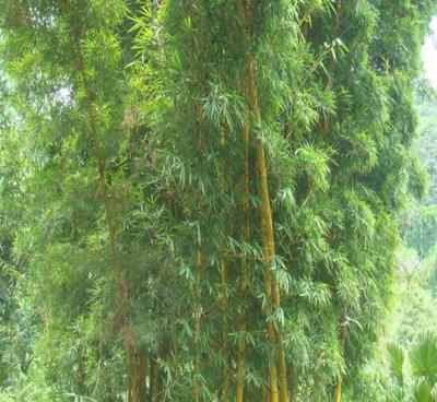 園林庭院栽培竹子鳳尾竹 觀音竹 用于觀賞、園林綠化苗木